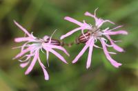 Lychnis flos-cuculi