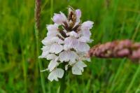 Dactylorhiza maculata