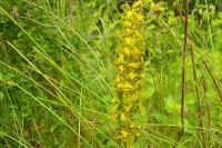 Neottia ovata