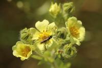 Potentilla recta
