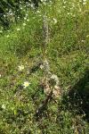 Himantoglossum hircinum