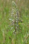 Himantoglossum hircinum