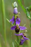 Ophrys apifera
