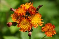 Pilosella aurantiaca
