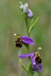 Ophrys apifera