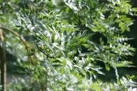 Fraxinus angustifolia