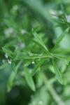 Galium aparine