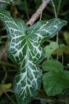 Arum italicum