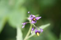 Solanum dulcamara