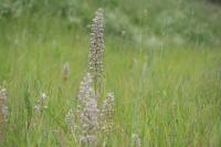 Himantoglossum hircinum