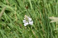 Dactylorhiza maculata
