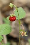 Fragaria vesca