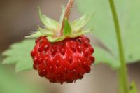 Fragaria vesca
