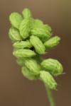 Medicago lupulina