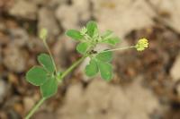 Medicago lupulina