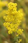 Galium verum
