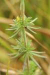 Galium verum