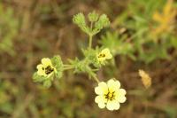 Potentilla recta