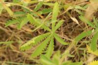 Potentilla recta