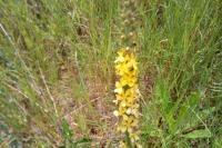 Agrimonia eupatoria