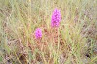 Anacamptis pyramidalis