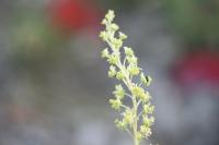 Reseda lutea