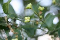 Euonymus europaeus