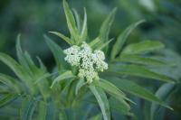 Sambucus ebulus