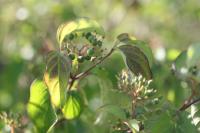 Cornus sanguinea