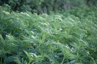 Sambucus ebulus