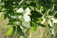 Fraxinus excelsior