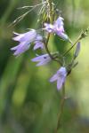 Campanula rapunculus