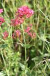 Centranthus ruber