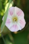 Convolvulus arvensis