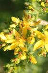 Hypericum perforatum