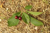 Prunus avium