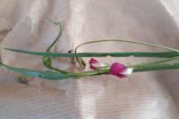 Lathyrus nissolia