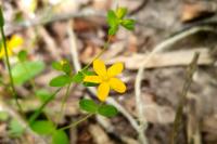 Hypericum humifusum