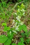 Platanthera bifolia