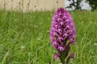 Anacamptis pyramidalis