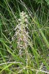 Himantoglossum hircinum