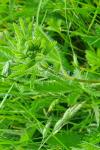 Potentilla recta