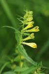 Melampyrum pratense