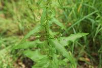 Rumex sanguineus