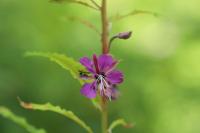 Chamaenerion angustifolium