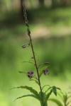 Chamaenerion angustifolium