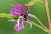 Chamaenerion angustifolium