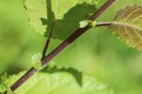 Salix aurita