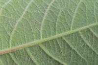 Salix aurita