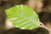 Fagus sylvatica